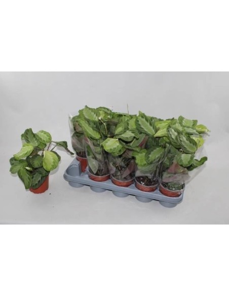 Maranta planta de oración hojas decorativas movimiento nocturno fácil cuidado Endanea Garden