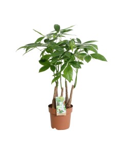 Pachira Aquatica  Árbol del Dinero con Tronco Trenzado para Interior | Endanea Garden