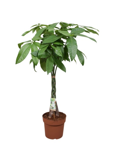 Pachira árbol del dinero planta interior tronco trenzado fácil cuidado y prosperidad

