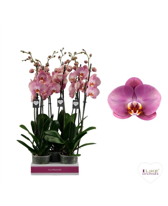 PHALAENOPSIS 3T DONKER PAARS