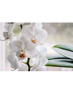 Phalaenopsis Orquídea Mariposa  Flores Duraderas y Elegancia Interior | Endanea Garden


