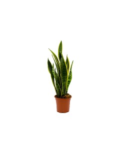 Sansevieria lengua de suegra planta interior resistente purificadora fácil cuidado Endanea Garden

