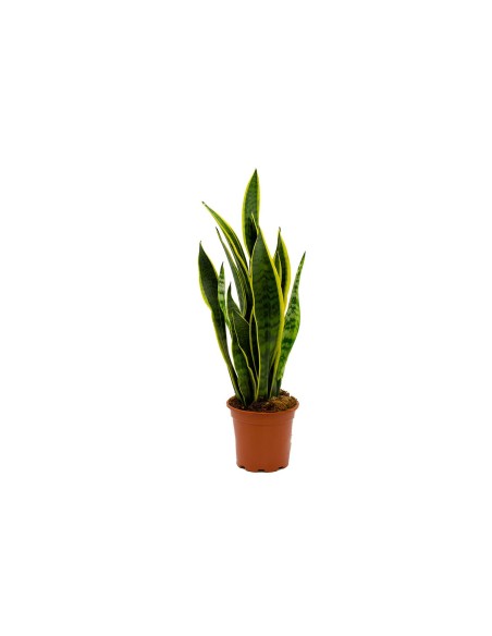 Sansevieria lengua de suegra planta interior resistente purificadora fácil cuidado Endanea Garden

