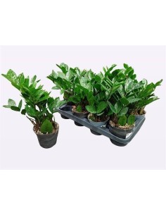 Zamioculcas Zamiifolia (ZZ Plant)  Planta Interior Resistente y Fácil de Cuidar