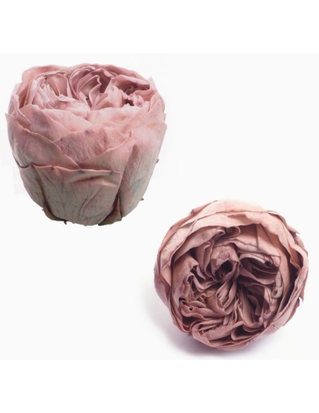 ROSAS PRESERVADAS ROSA AMOR CAJA 6UNI