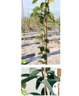 Tutor de Bambú 60x6/08 mm 4 unds Soporte para Plantas Jardín Huerto Macetas