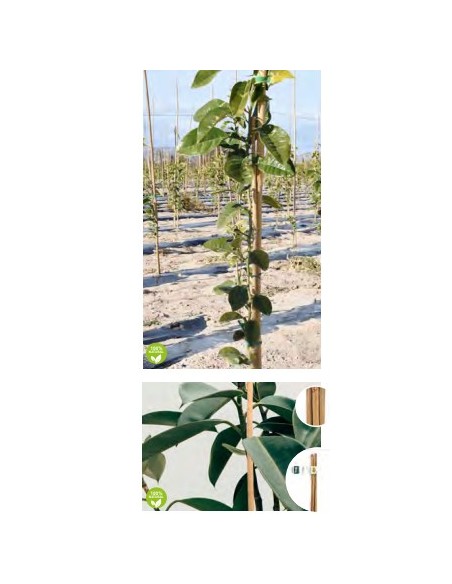 Tutor de Bambú 90x8/10 mm 4 unds para plantas jardines huertos macetas