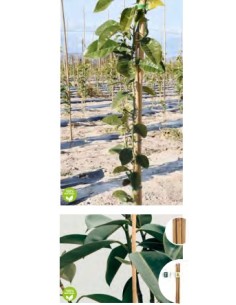 Tutor de Bambú 120x10/12 mm 4 unds soporte plantas jardines huertos macetas 2