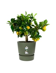 MACETA GREENVILLE REDONDO 30CM VERDE 2