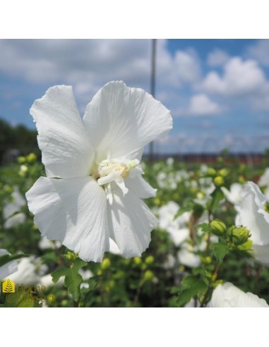HIBISCUS SYR WHITE CHIFFON