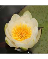 NYMPHAEA GLADSTONIANA