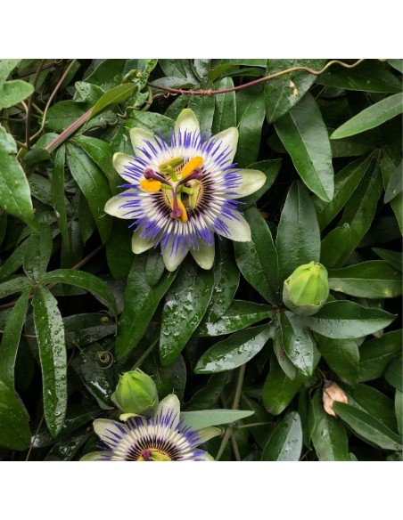 PASSIFLORA CAERULEA M15CM