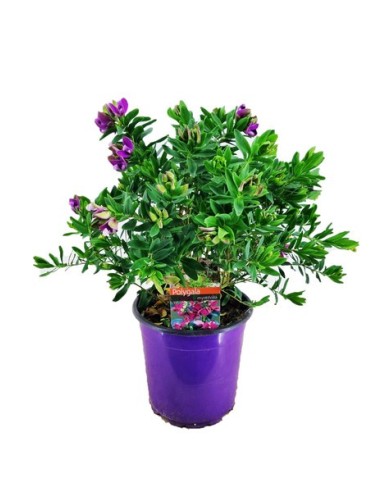 POLYGALA MYRTIFOLIA M20