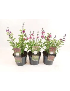 SALVIA MAGICAL RIVER MIX M17