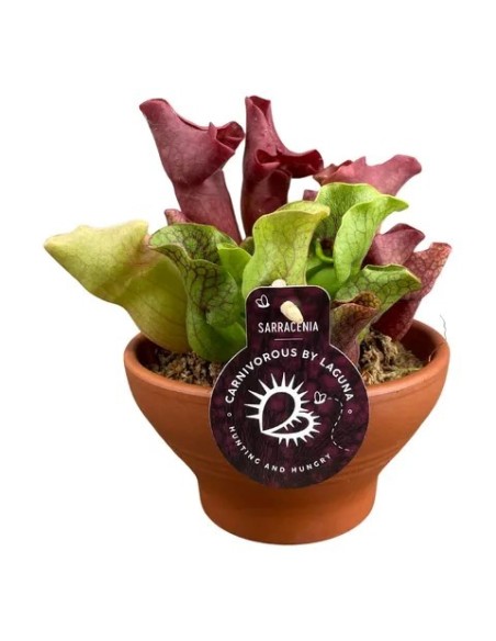 SARRACENIA MIX + TERRACOTTA 16CM