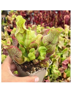 SARRACENIA PURPUREA VENOSA M12