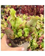 SARRACENIA PURPUREA VENOSA M12