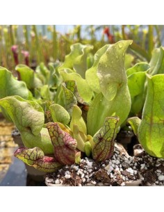 SARRACENIA PURPUREA VENOSA M12 2