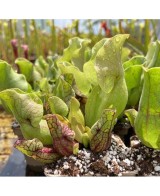 SARRACENIA PURPUREA VENOSA M12