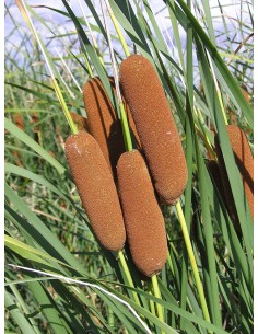 TYPHA LAXMANNII M9