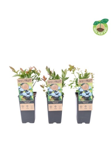 Vaccinium Endanea Garden | Planta Decorativa para Jardines y Espacios Verdes

