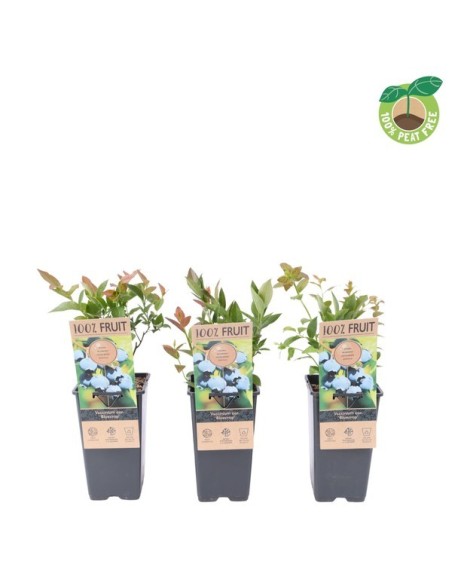 Vaccinium Endanea Garden | Planta Decorativa para Jardines y Espacios Verdes

