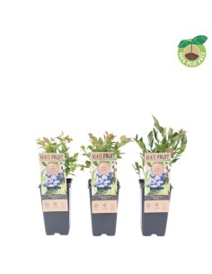VACCINIUM COR JERSEY AZUL M15CM