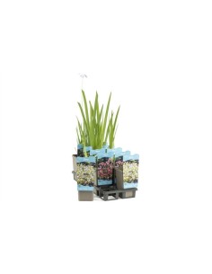 WATER PLANTS PLASTIC CUP M11CM