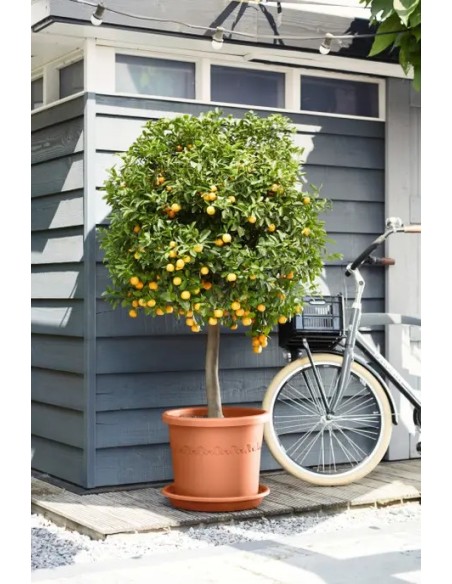 Plato Universal Redondo 48 Terra para Macetas y Jardineras