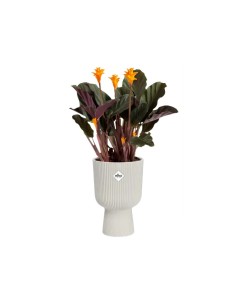 Maceta Vibes Fold Coupe 14 cm Blanco  Diseño Elegante y Moderno | Endanea Garden

 2