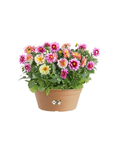 MACETA G.B. BOL 27CM TERRA