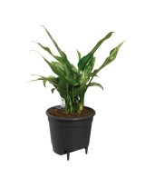Hidrojardinera Insert 33cm Negro  Autorriego y Diseño Moderno para tu Jardín y Hogar

