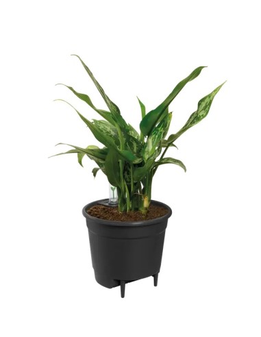 Hidrojardinera Insert 24cm Negro  Autorriego y Diseño Moderno para Jardín y Hogar

