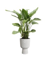 Maceta Vibes Fold Copa Blanco Sedoso 30CM | Elegancia Moderna para tu Hogar y Jardín

