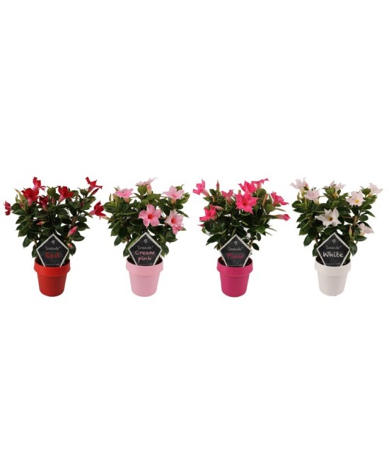 MANDEVILLA SUND MIX TRELLIS M14