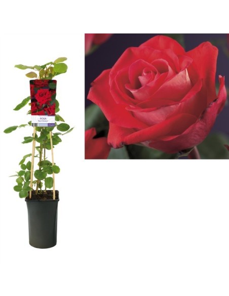 ROSA RED CLIMBER  M17
