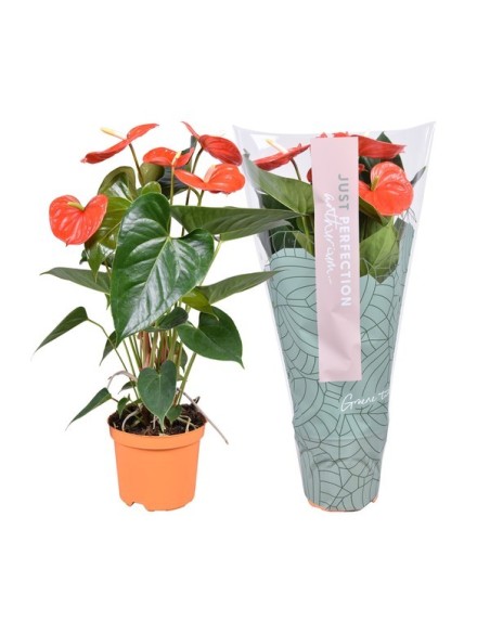 ANTHURIUM ANDR ATLAS NARANJA M14