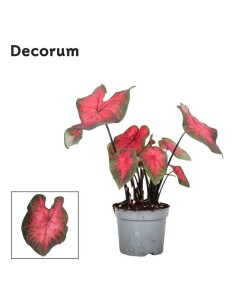 CALADIUM POSTMAN JOYNER M13