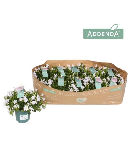 CAMPANULA PORT AMBELLA INTENSE WHITE M10.5