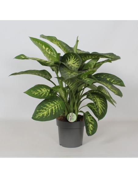 DIEFFENBACHIA W