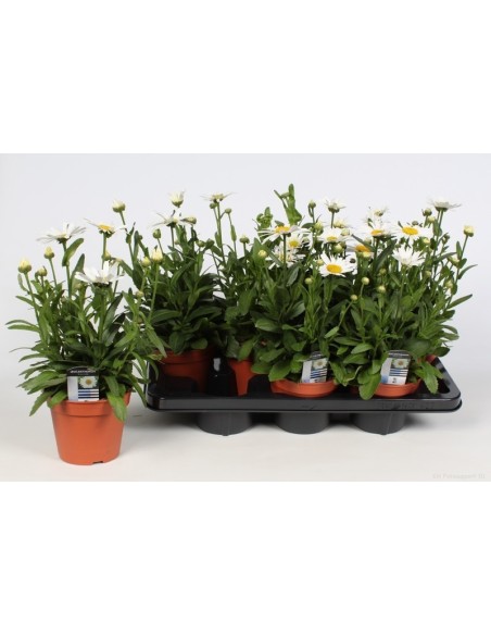 LEUCANTHEMUM SUP SONW LADY M14