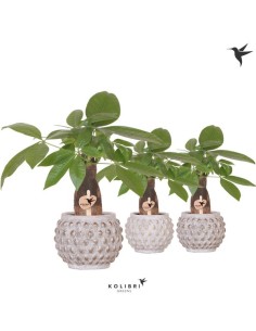 PACHIRA AQUATICA IN MARRAKESH M9