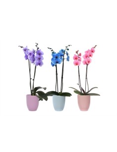 PHALAENOPSIS I AM ROYAL 2T +HUGO M12