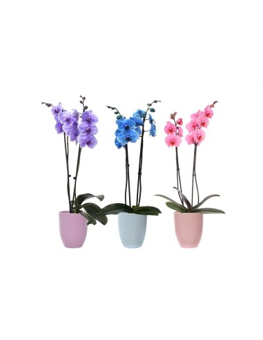 PHALAENOPSIS I AM ROYAL 2T +HUGO M12