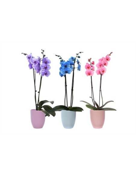 PHALAENOPSIS I AM ROYAL 2T +HUGO M12