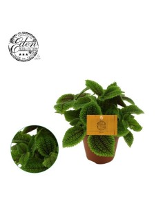 Pilea Alumi Moon Valley M12 - Planta de Interior con Hojas Texturizadas y Color Cobrizo