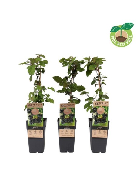 Rubus Frut Black Satin M15 Negro planta frutal con frutos negros dulces y jugosos