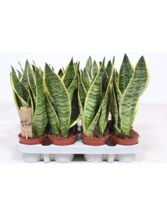 Sansevieria Trif Futura Superba M14 Planta de Interior Elegante y Resistente