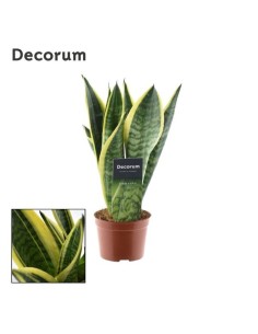 SANSIVERIA TRIF FUTURA SUPERBA M9