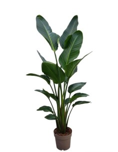 STRELIZIA NICOLAI BUDGET M24